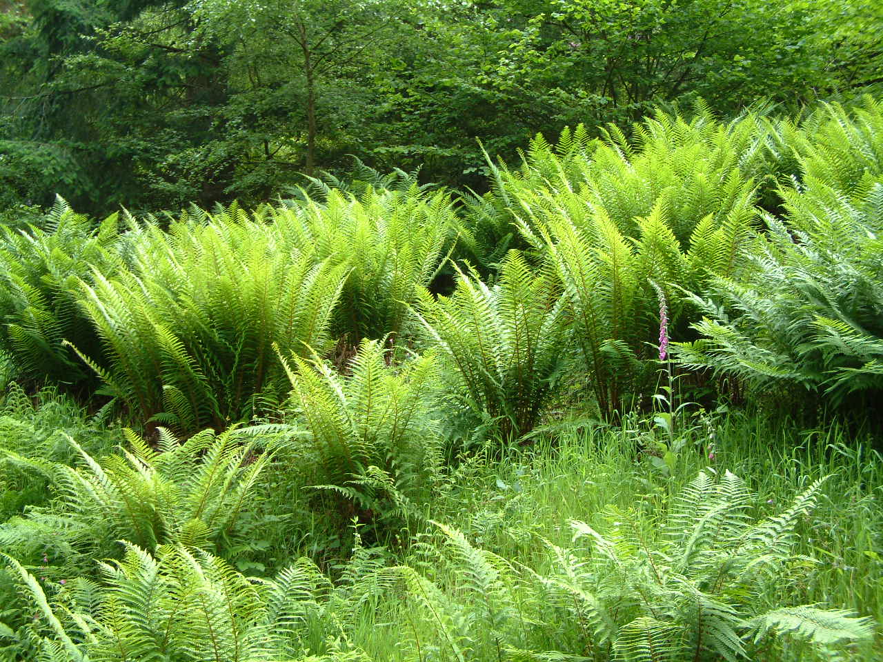 Bracken_and_Ferns_in_the_Quantock_Hills_and_Forest.jpg