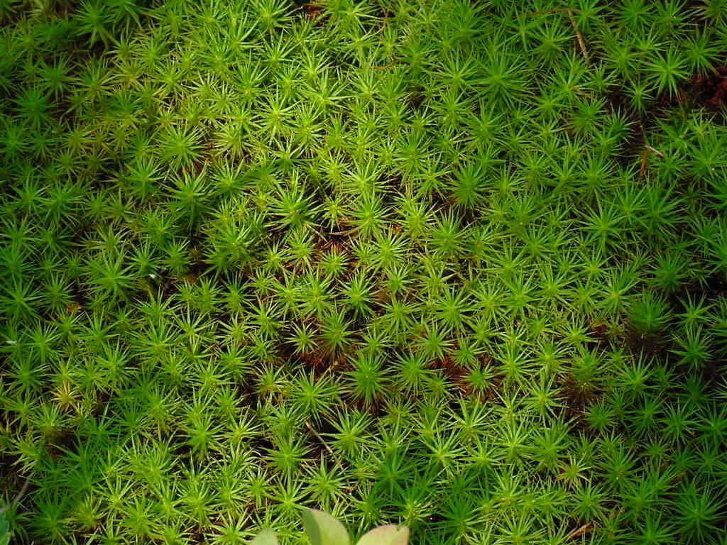 Sphagnum Moss  1.jpg