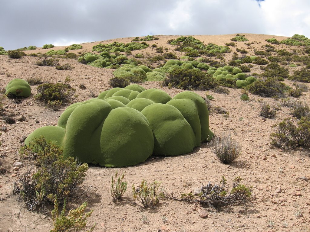 yareta-01_slide-5e7529c48ac9ea75764086f61f65e204e62c4460.jpg