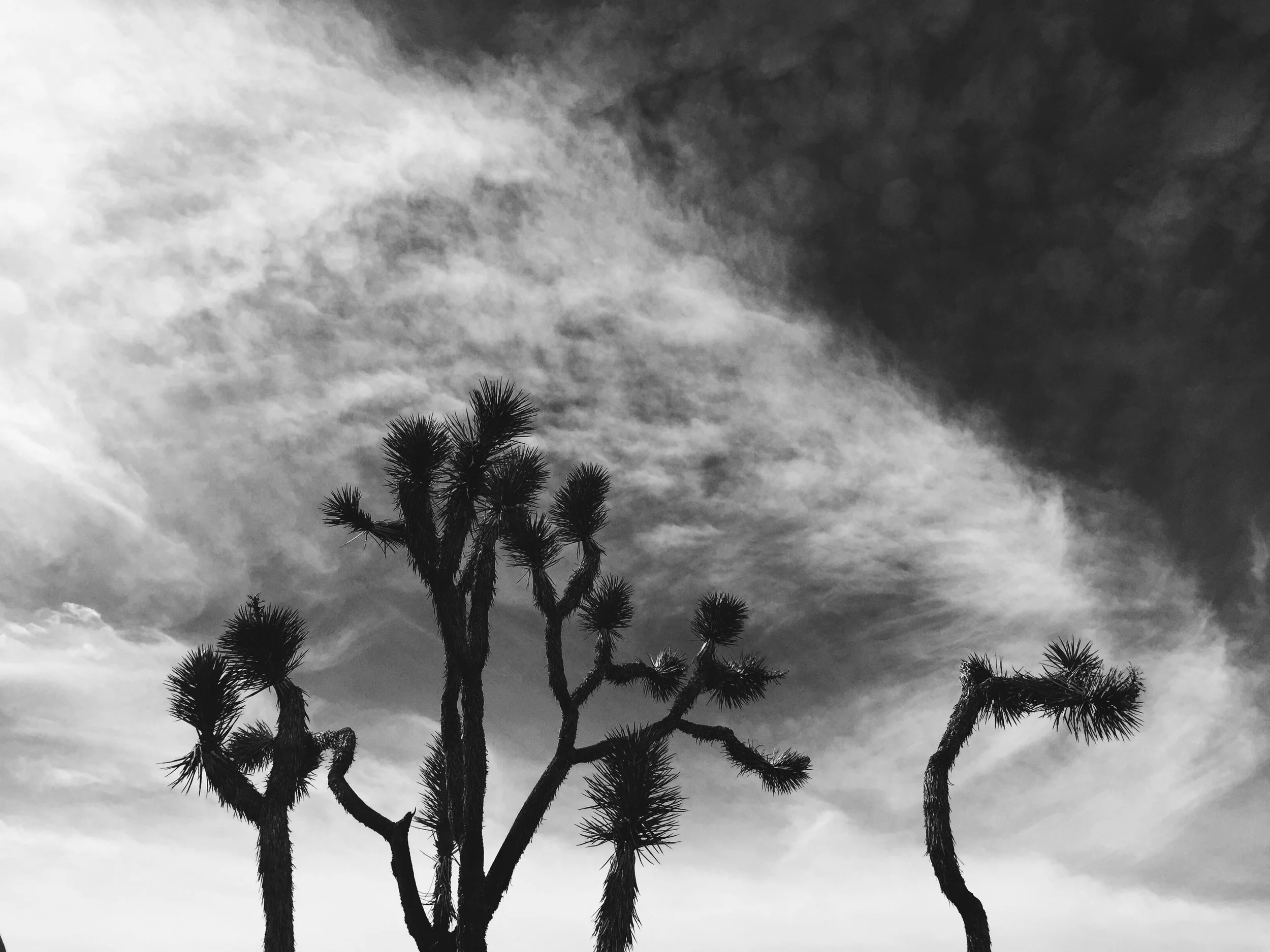Joshua Tree