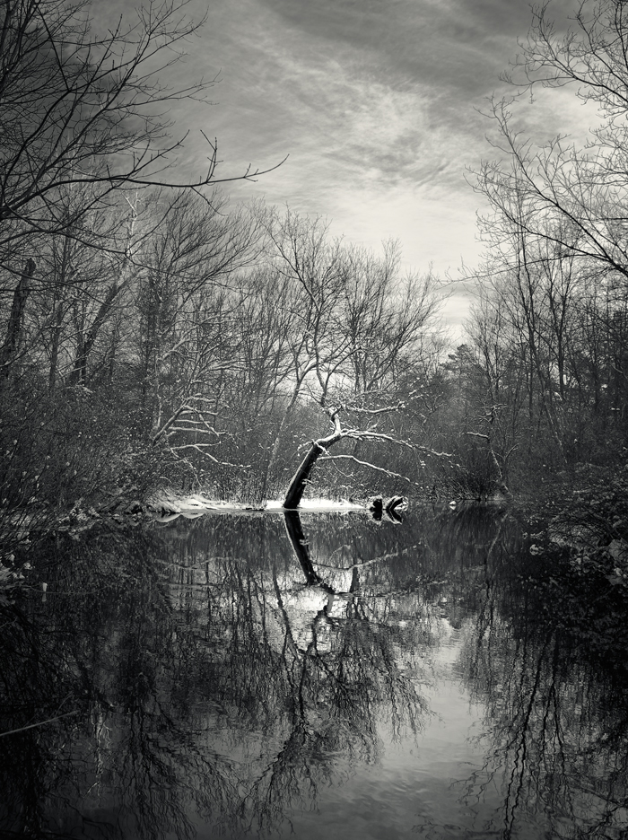 The Tree.jpg