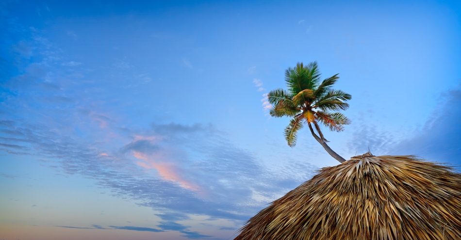 The Coconut Plam.jpg