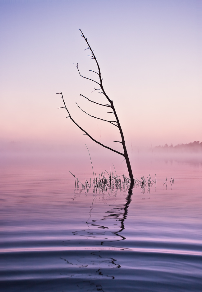 Lone Branch.jpg