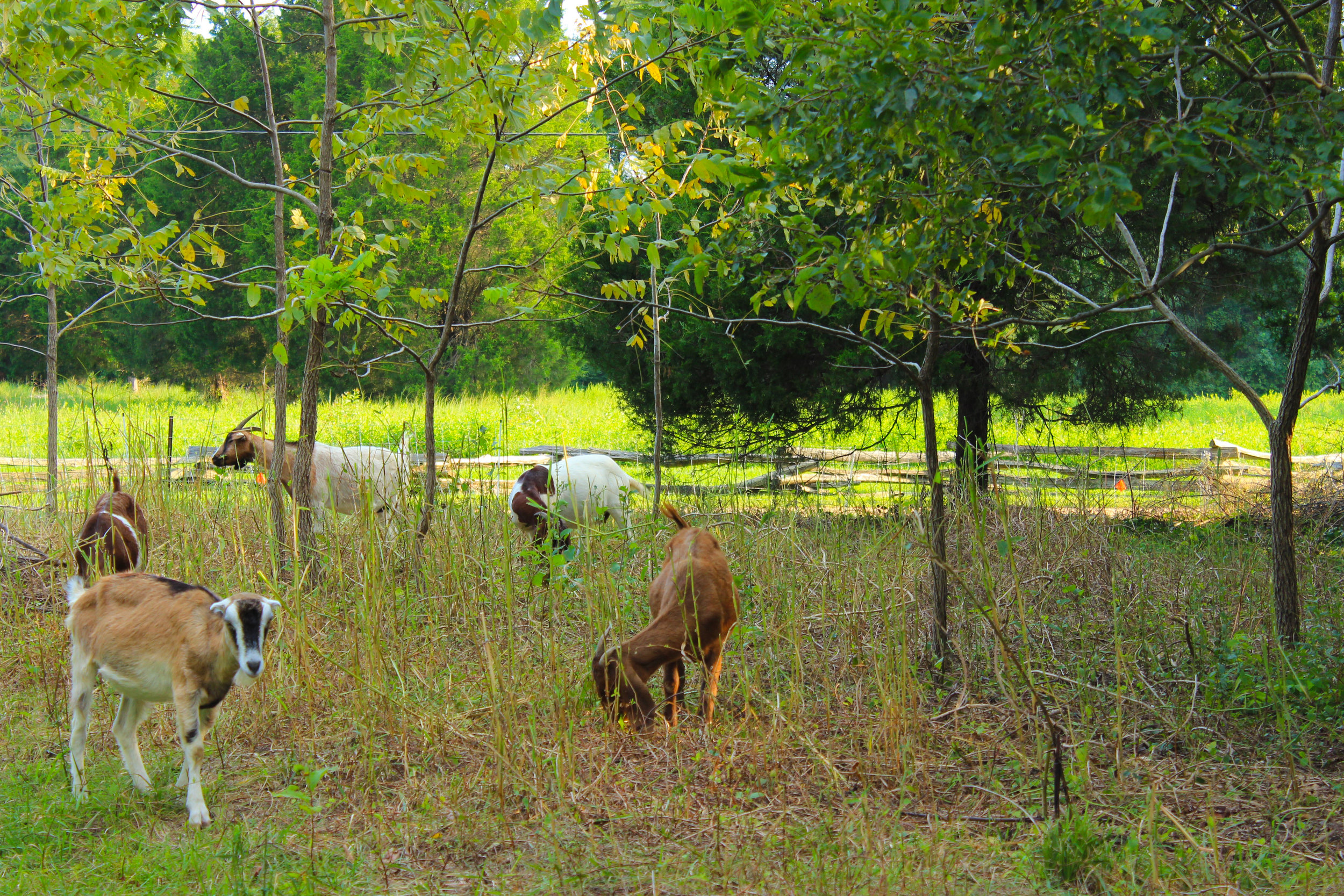 grazing goats-jhla-stmarys.jpg