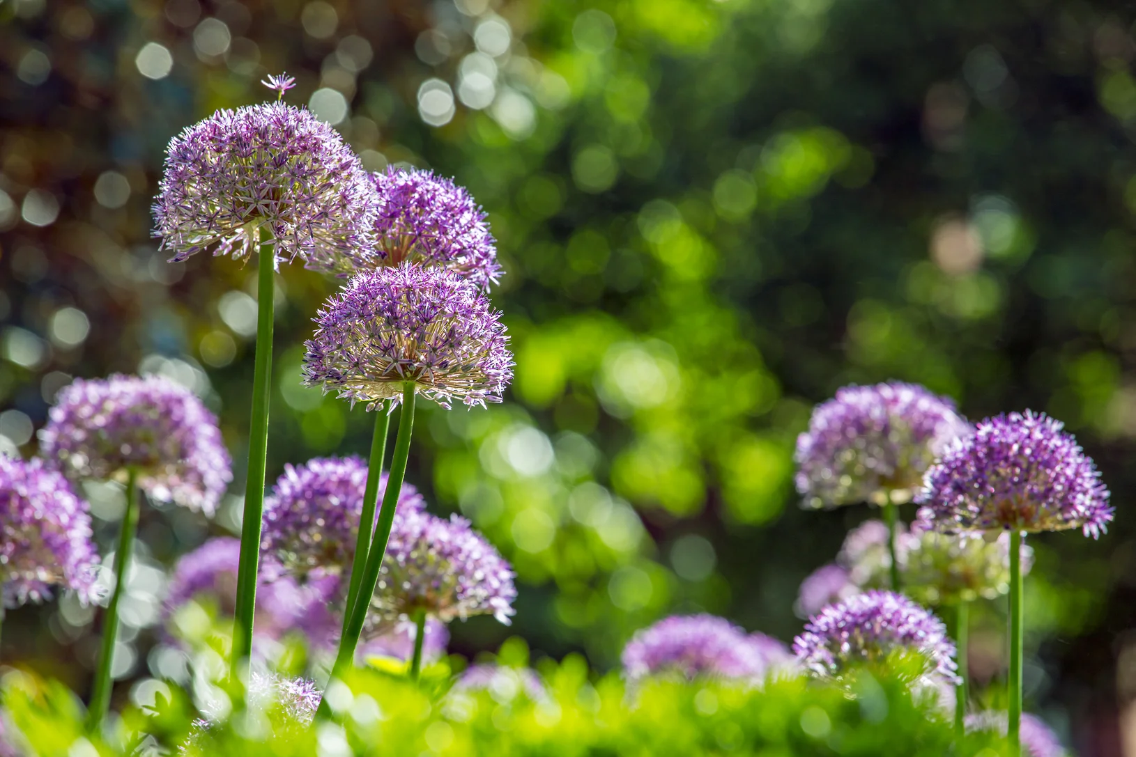 Kalorama Traditional — JHLA