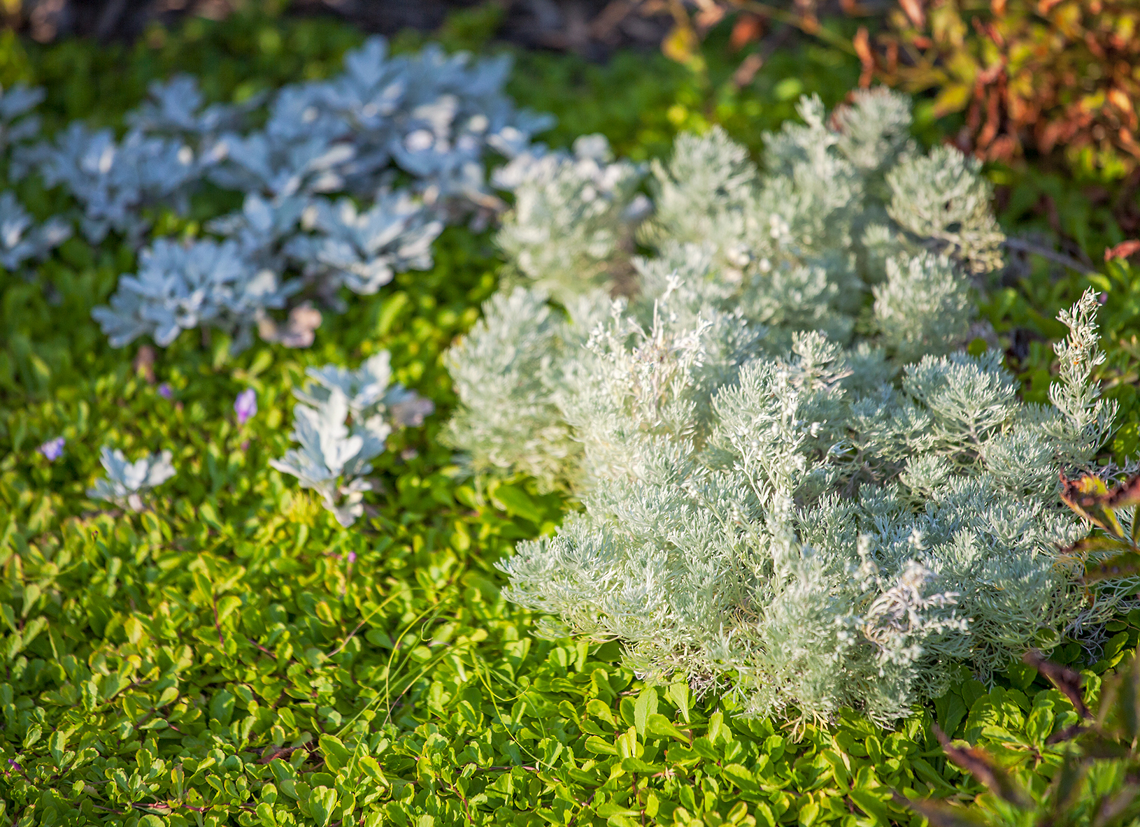 JHLA_StMarys_PlantCloseup.jpg