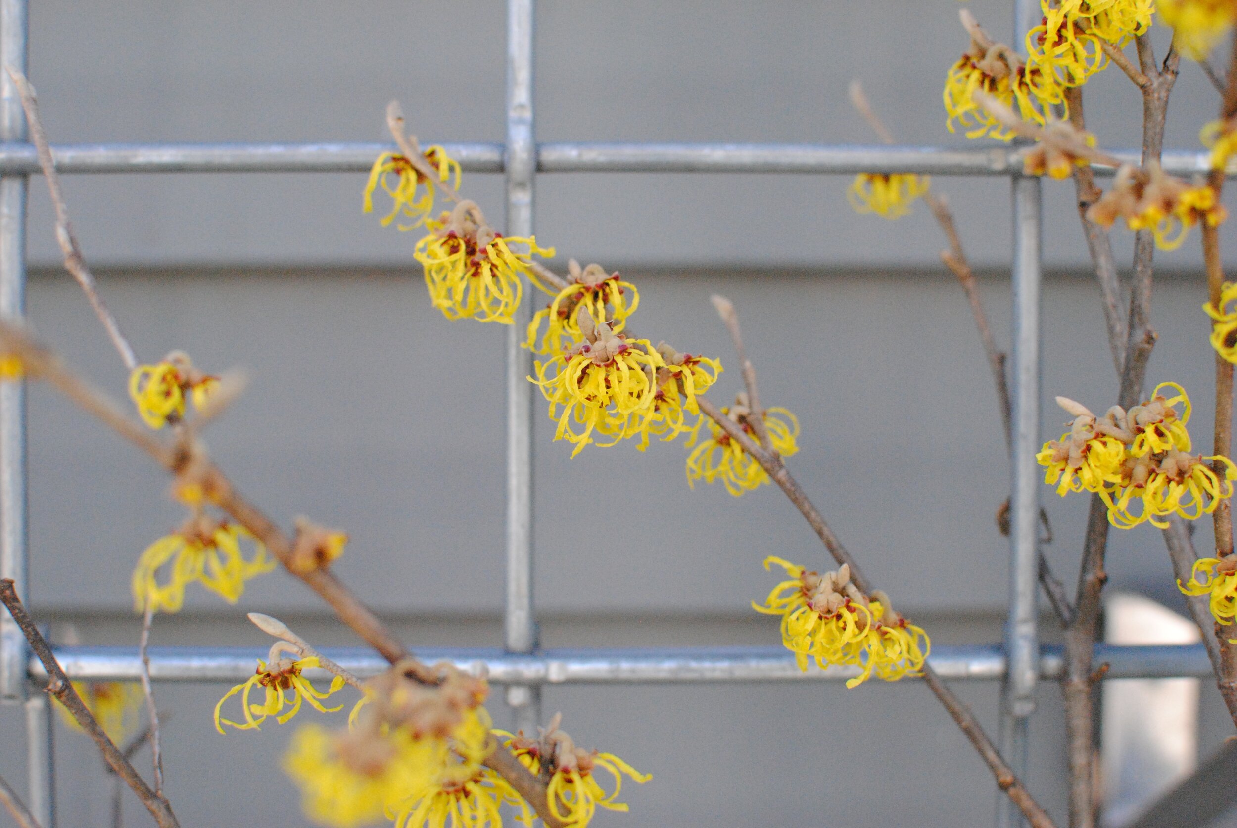 House on Willow Hill — JHLA