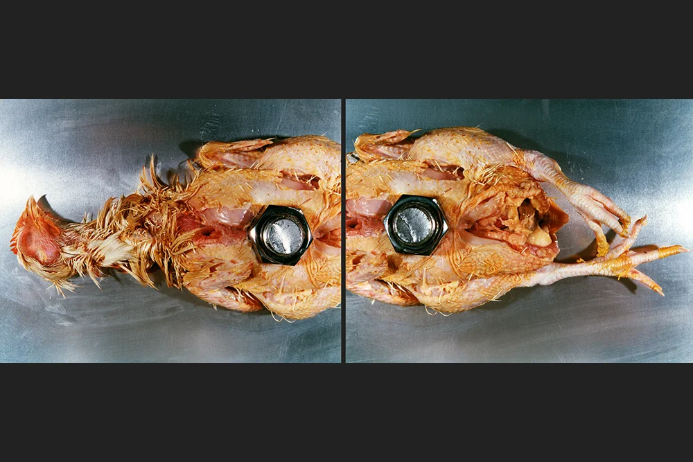diptych_chicken.jpg