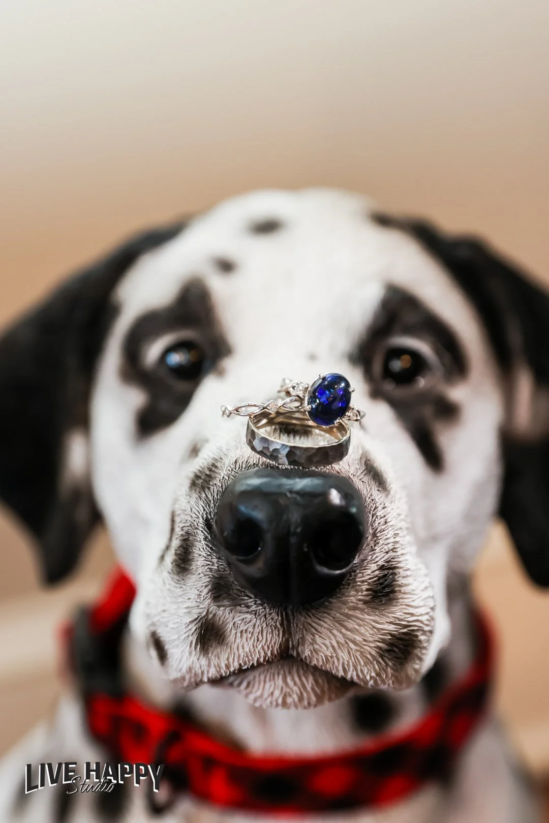 Live Happy Studio | Wedding Photography Blog Orlando