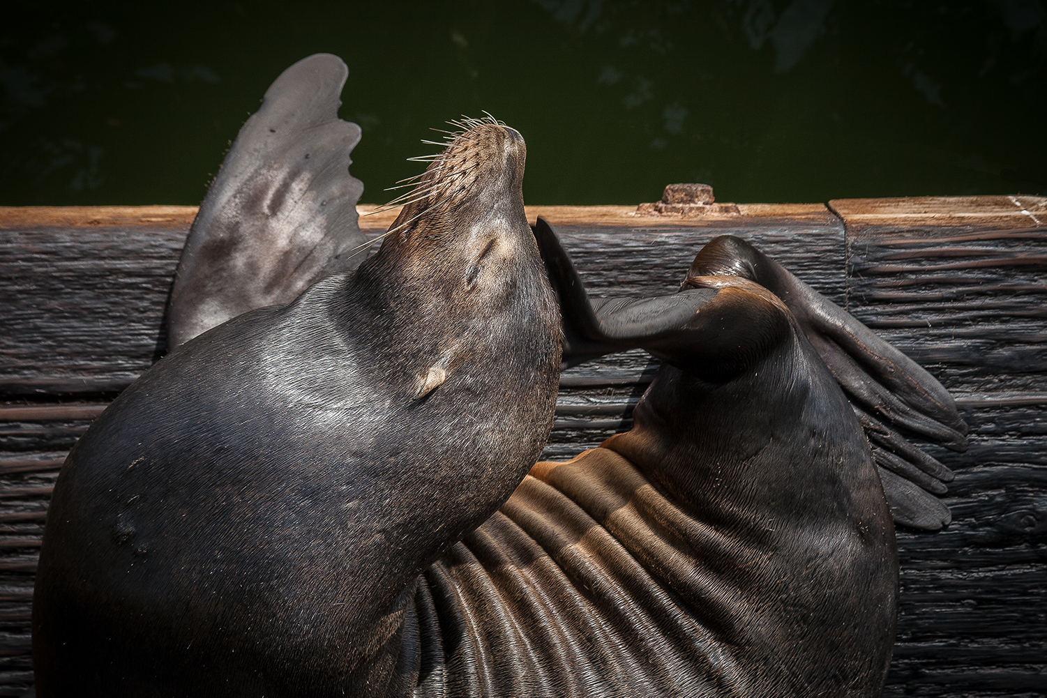 sealion_scratch.jpg