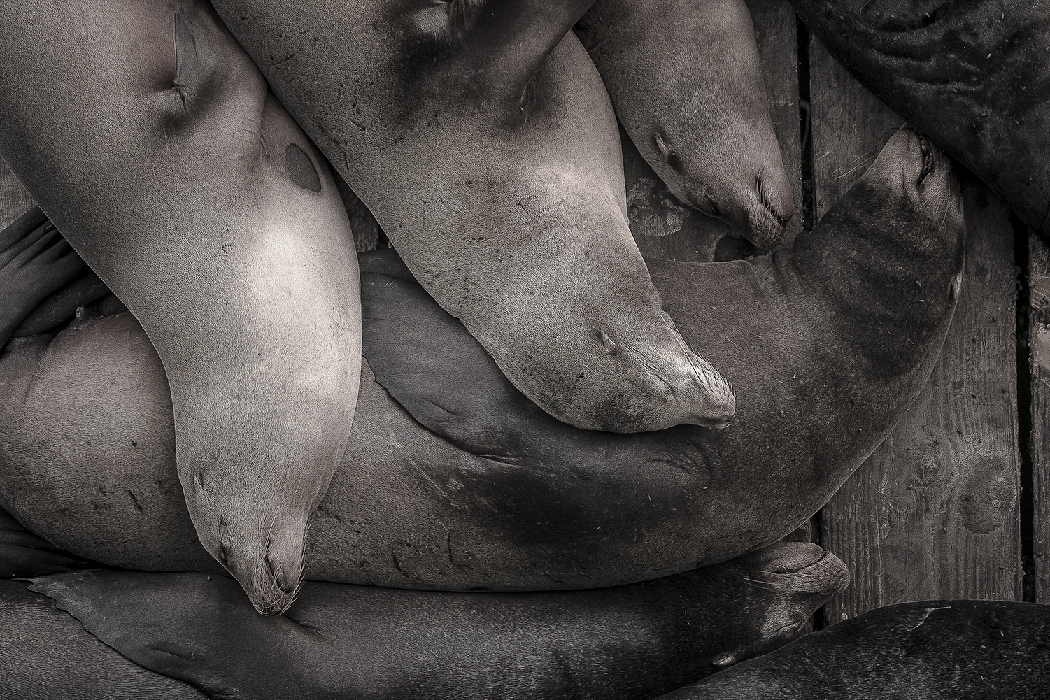 SleepingSealions.jpg