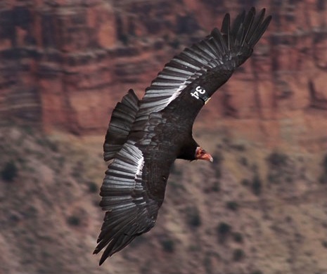  ....where its massive wingspan made it look positively majestic.   