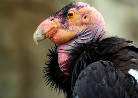  This is what they look like.   So...instead of showing the face of this noble vulture, we pictured it flying...&nbsp; 