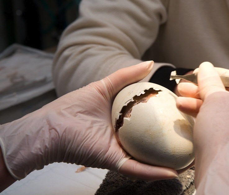  I worked on the LA Zoo account when  they first got involved with rescuing the
 California Condor from the brink of  extinction through a captive
breeding program.   Zoo fund-raising always benefits from picturing animals
that tug at our hearts.&nbs