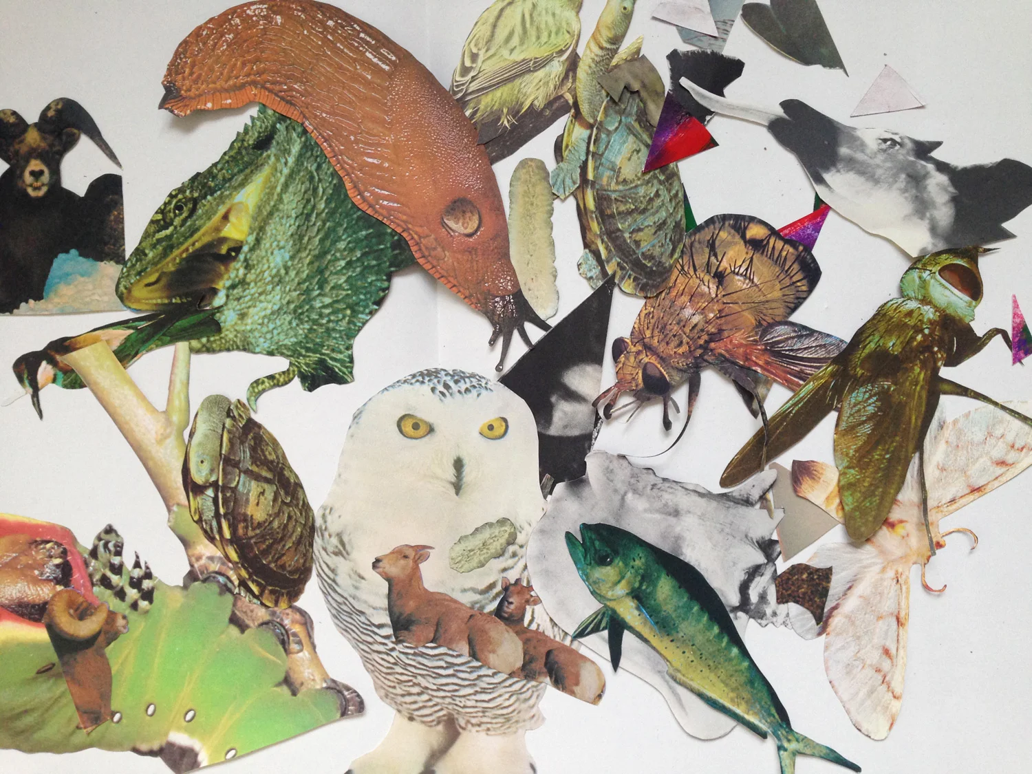 AnimalCollage4.jpg