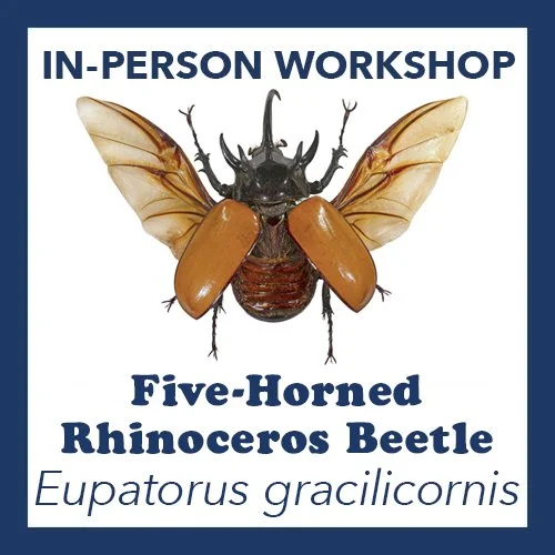 rhino beetle.jpg