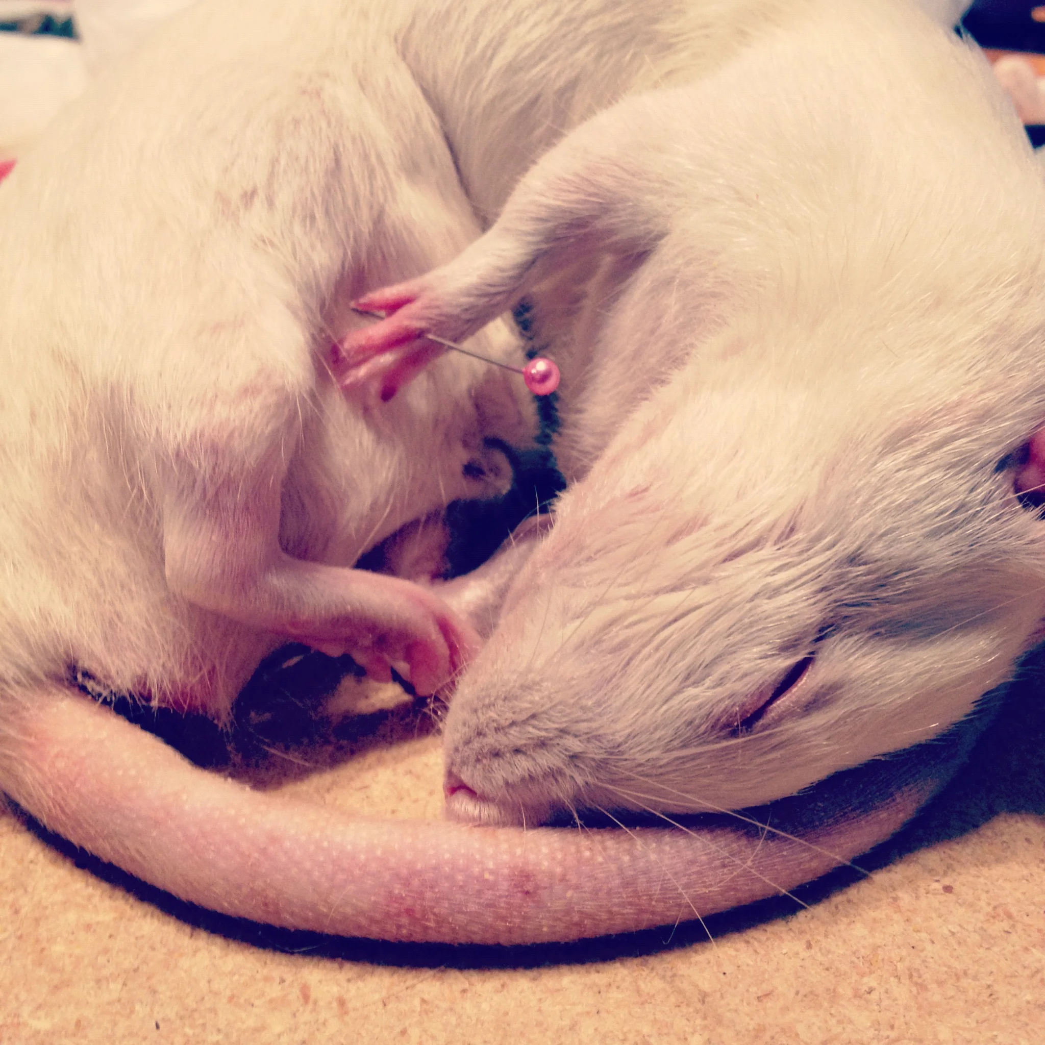 My first rat, which strangely, still has no name
