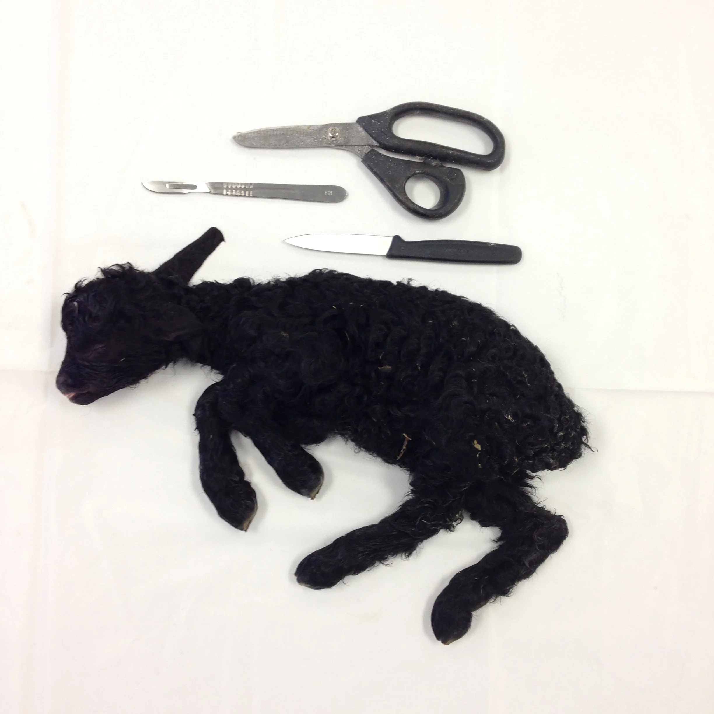 A black lamb, currently being tanned before mounting next week.