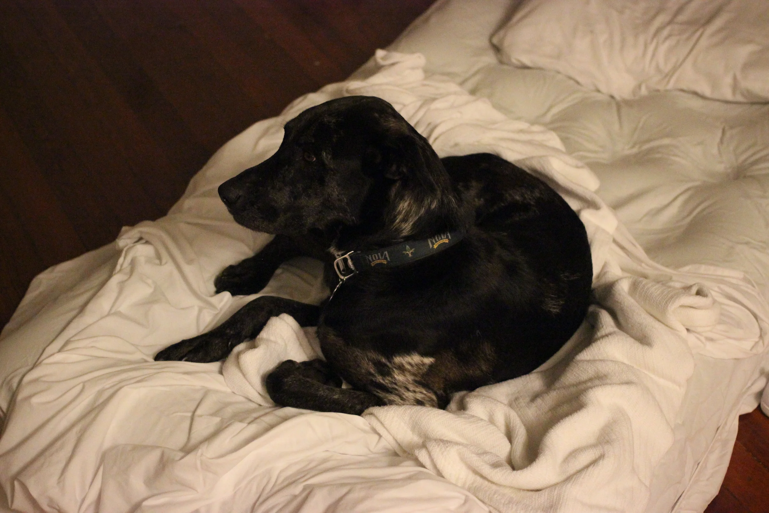 Leo the bed hog