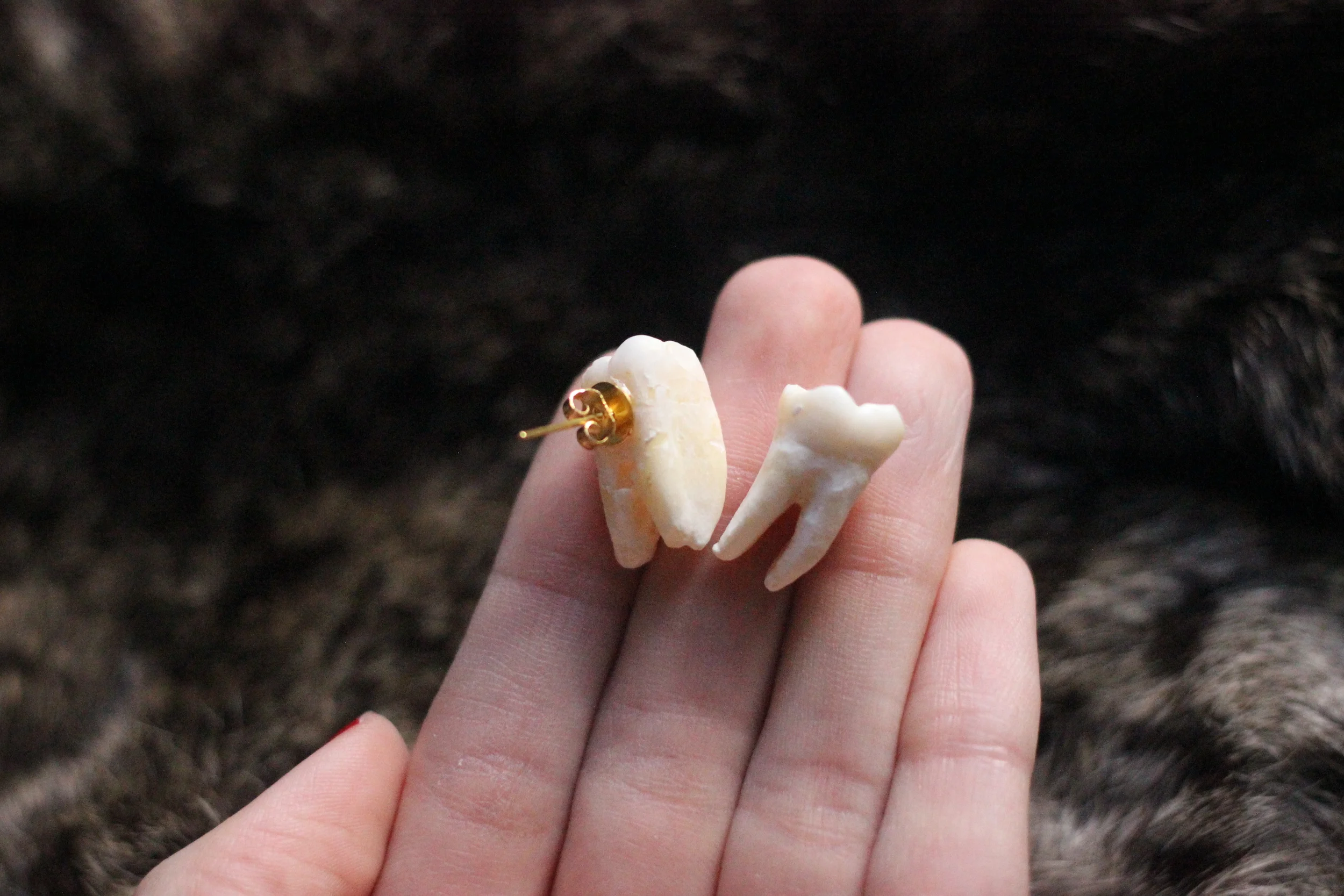 Human molar earrings