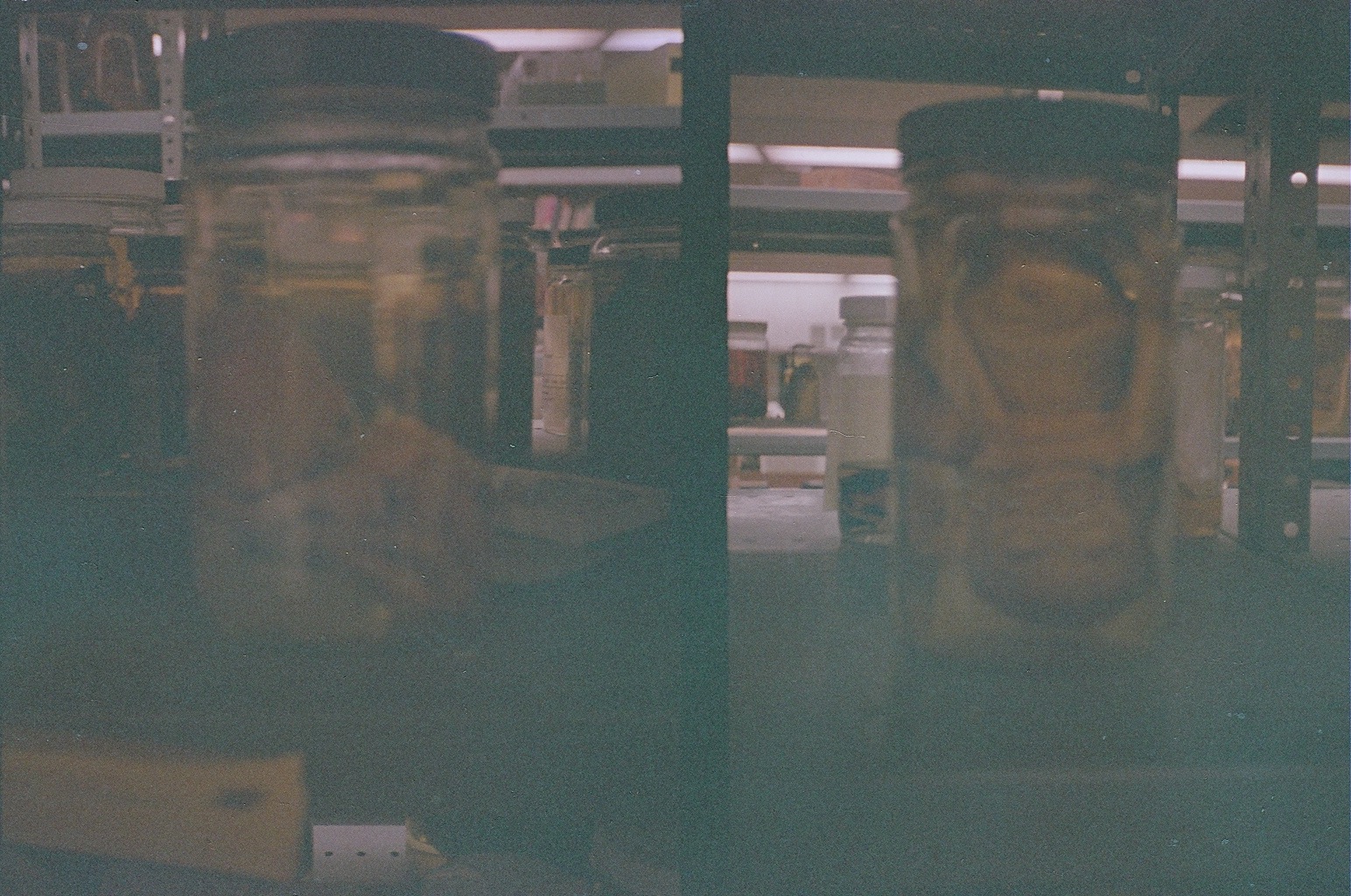 Left: human fetus. Right: chimpanzee fetus. Taken at the Field Museum, October 2013. Canon Demi (half-frame) camera with expired film - excuse the dark exposure.