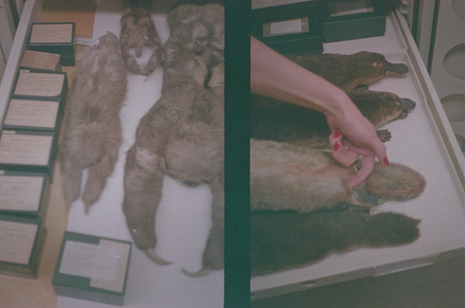 Left: two-toed sloth study skins. Right: platypus study skins. Taken at the Field Museum, October 2013. Canon Demi (half-frame) camera with expired film - excuse the dark exposure.