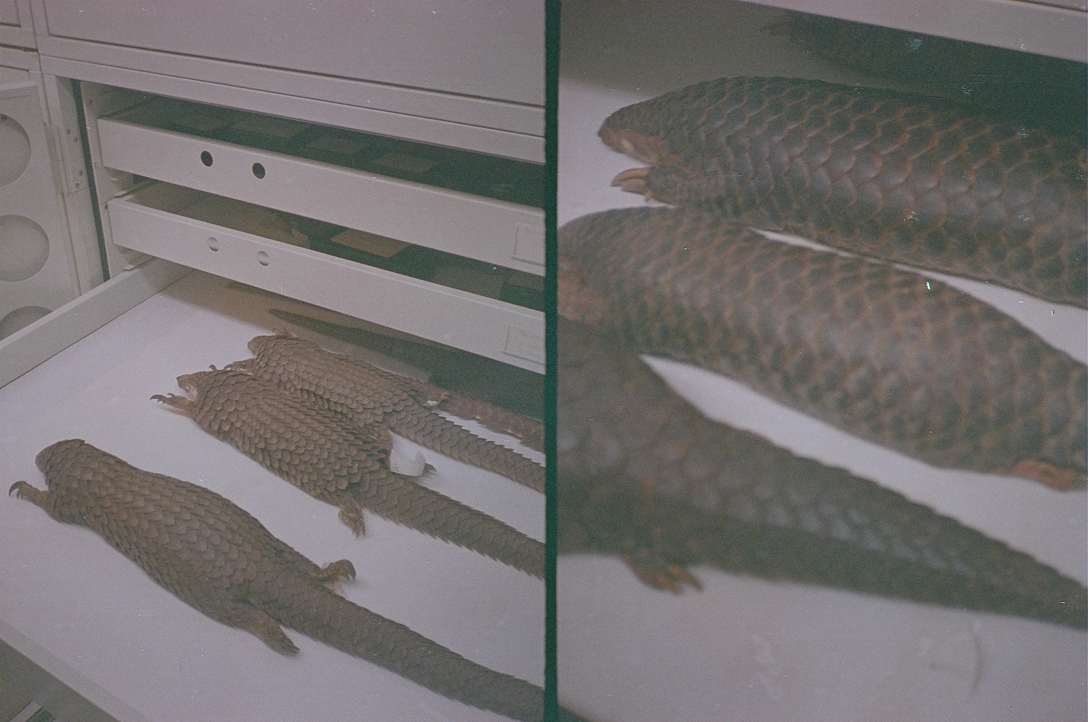 Left and right: pangolin study skins. Taken at the Field Museum, October 2013. Canon Demi (half-frame) camera with expired film - excuse the dark exposure.