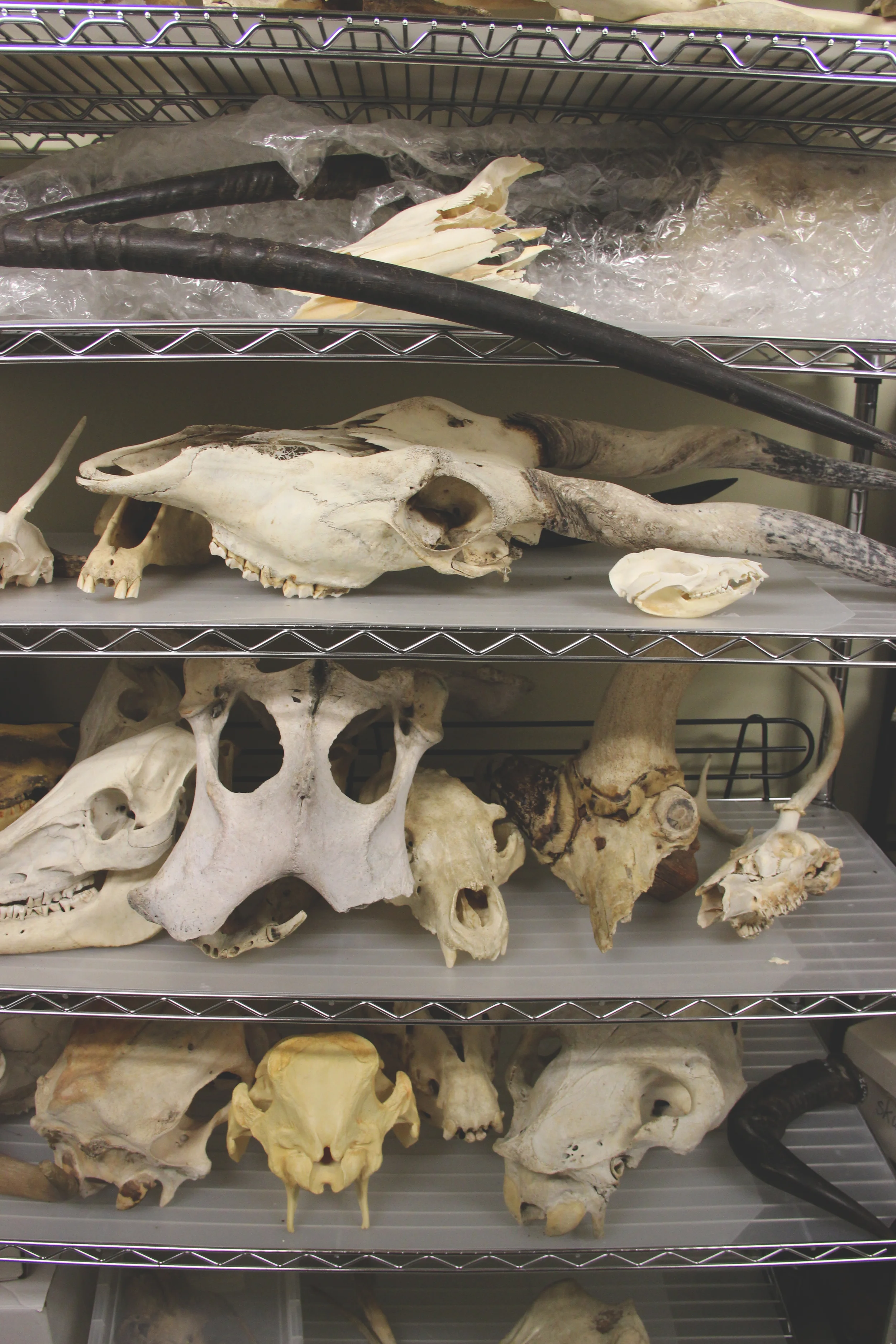 Skulls and skull replicas - Audubon Zoo, April 2014