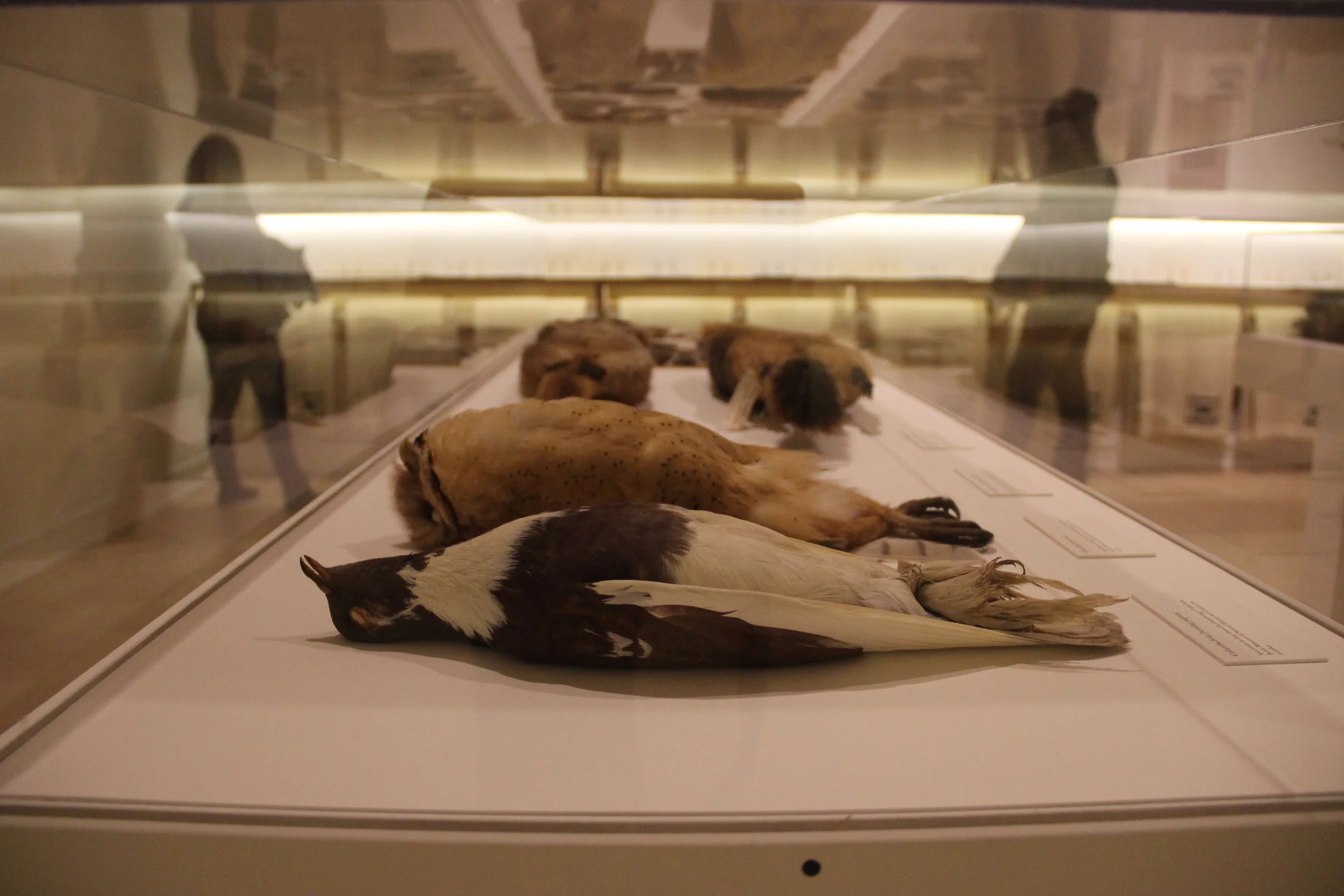 Archival study skins from birds via the Burke Museum at University of Washington, on loan to the Henry Art Gallery as part of artist Ann Hamilton's The Common S E N S E - a large-scale installation for which I was a guest speaker on sourcing and taxidermy in education.