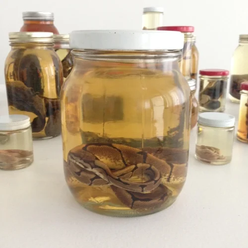 Here is the same snake after more than three years. I never changed the liquid, but it still looks alright!