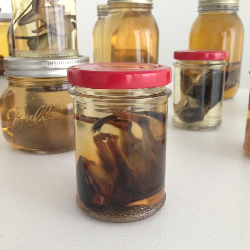 WET SPECIMENS - A GENERAL GUIDE — mickey alice kwapis