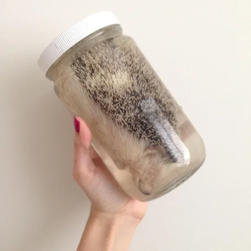 A geriatric hedgehog preserved in a very tight jar.