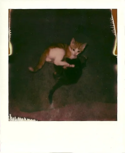 Mac & Charlie, color film, 2013