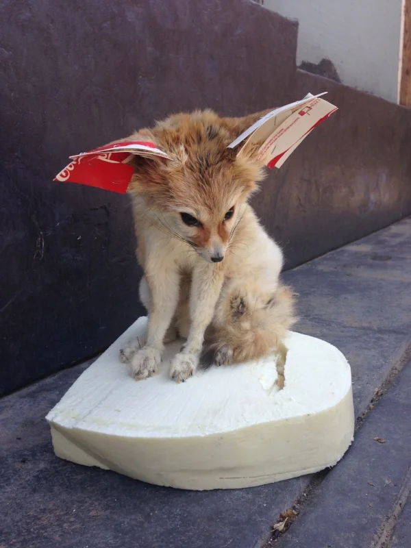fennec6.jpg