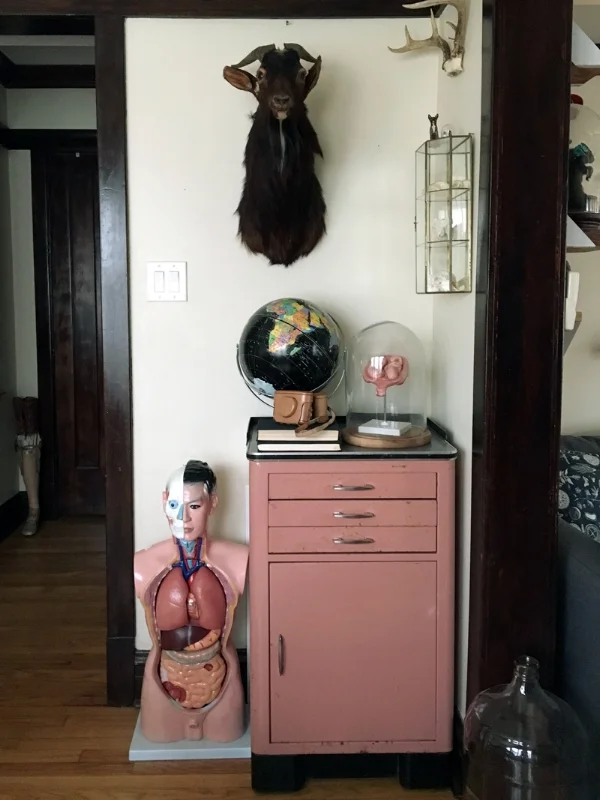 An anatomical torso model, vintage dental cabinet (with milk glass trays in the drawers!), goat taxidermy, pregnancy anatomical model in a glass dome, starlight globe, a few books and cameras, and a little mirrored glass case I use for displaying an assortment of small skulls.