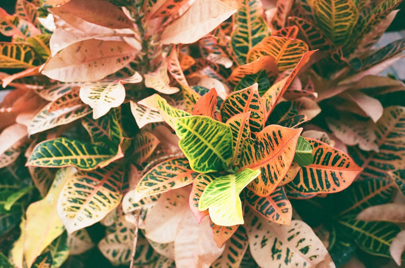 Plants shot on Portra 160 with Yashica T4
