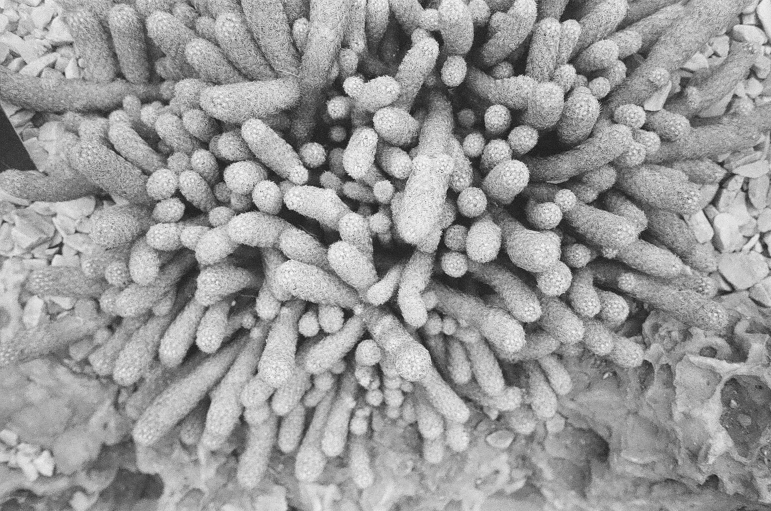 Expired b&w film shot with Yashica T4