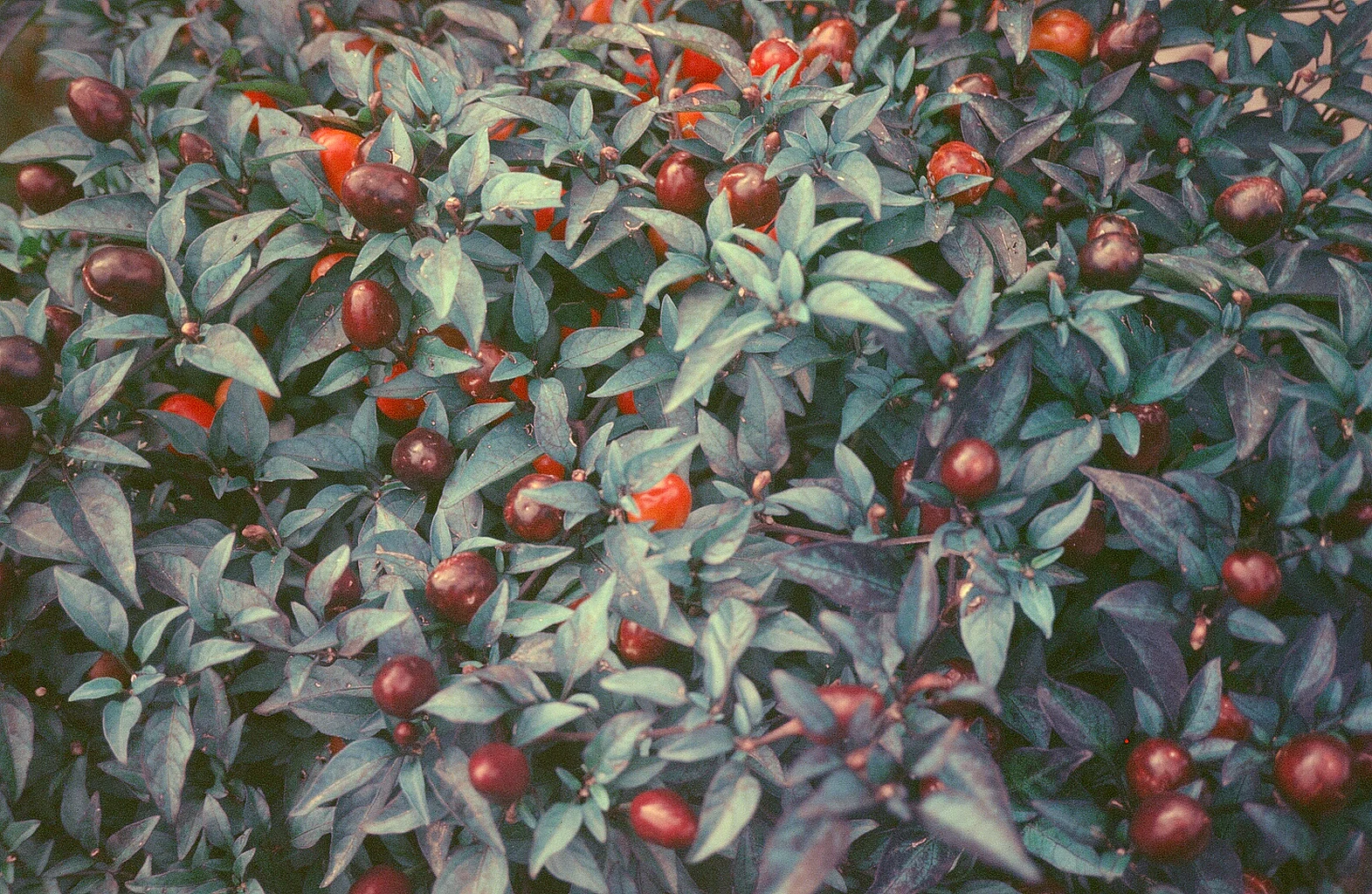 Expired color slide film shot with Yashica T4