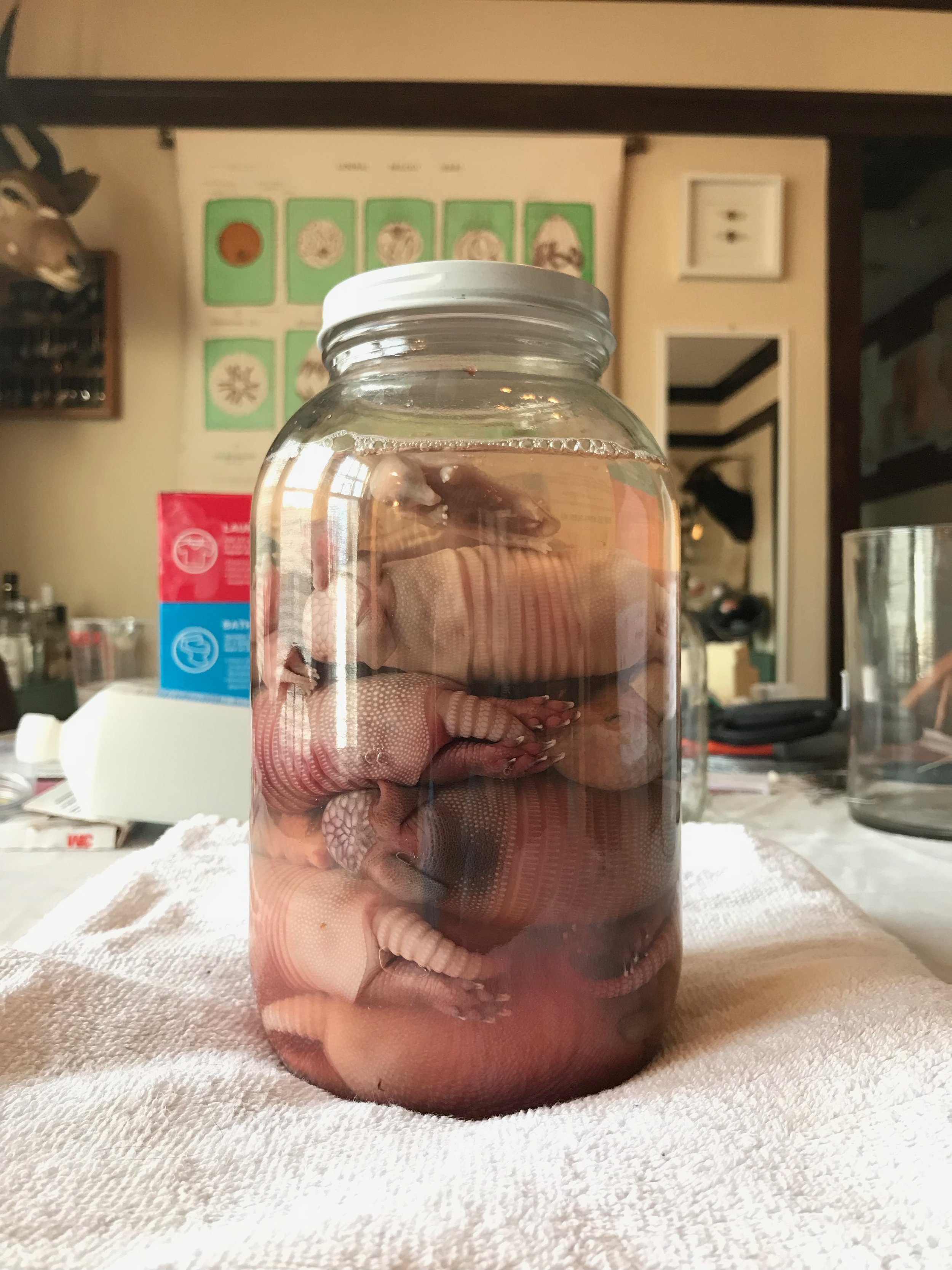 WET SPECIMENS: AN UPDATED POST (WITH A LITTLE HISTORY LESSON) — mickey  alice kwapis