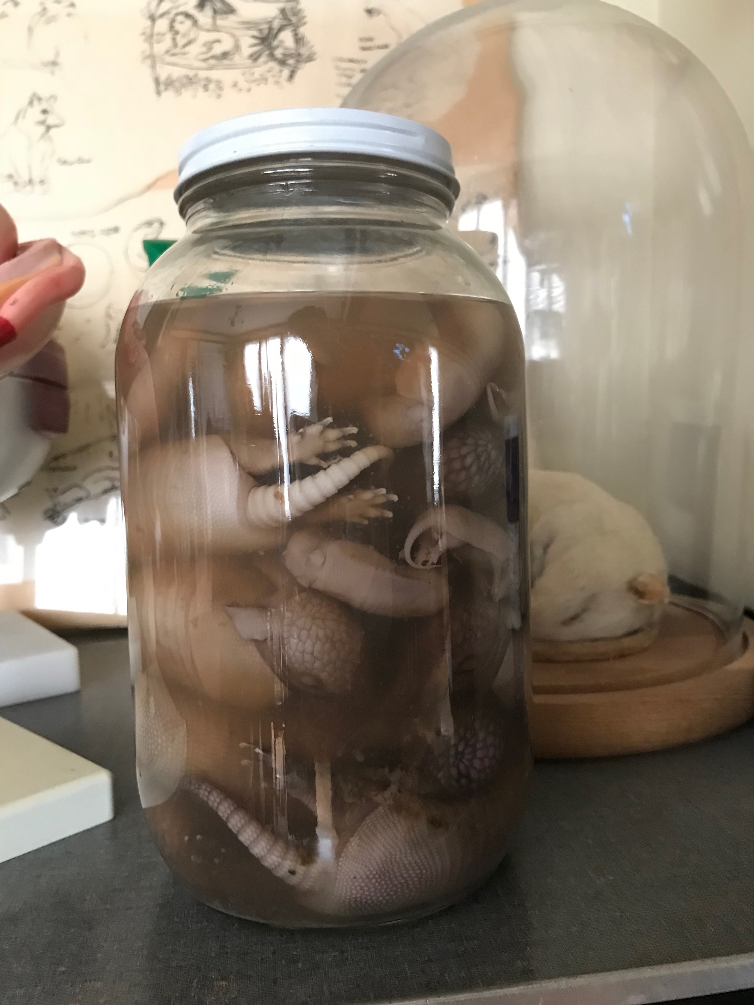 WET SPECIMENS: AN UPDATED POST (WITH A LITTLE HISTORY LESSON) — mickey  alice kwapis
