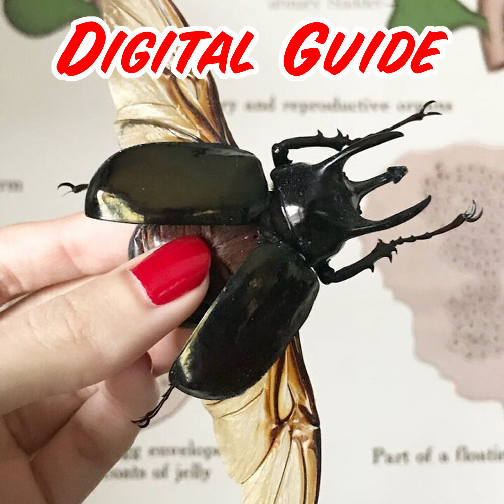 Insect and Invertebrate Adhesive and Repair Comparison Guide — mickey alice  kwapis