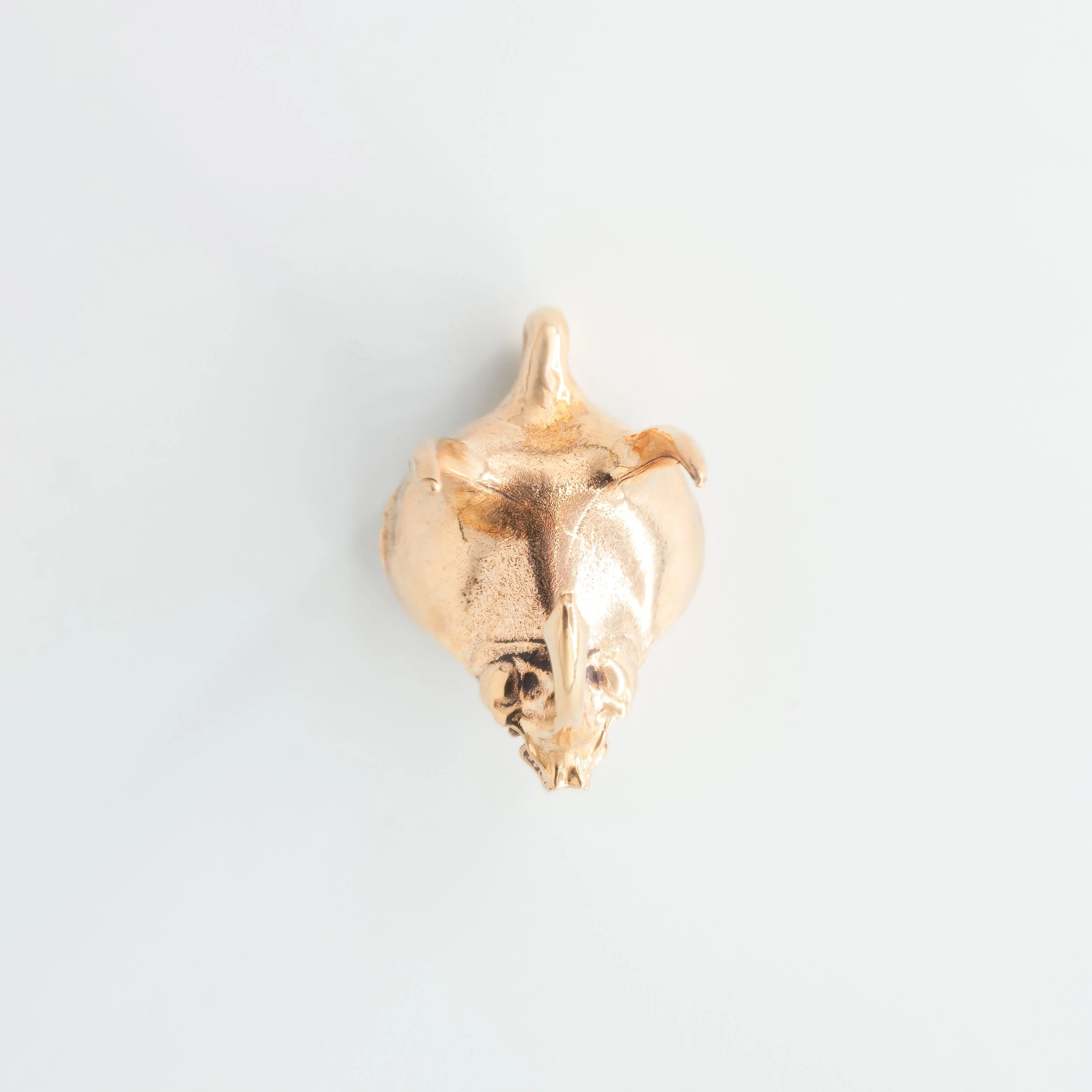 Atlas Beetle Head (1 of 9).jpg (Copy)