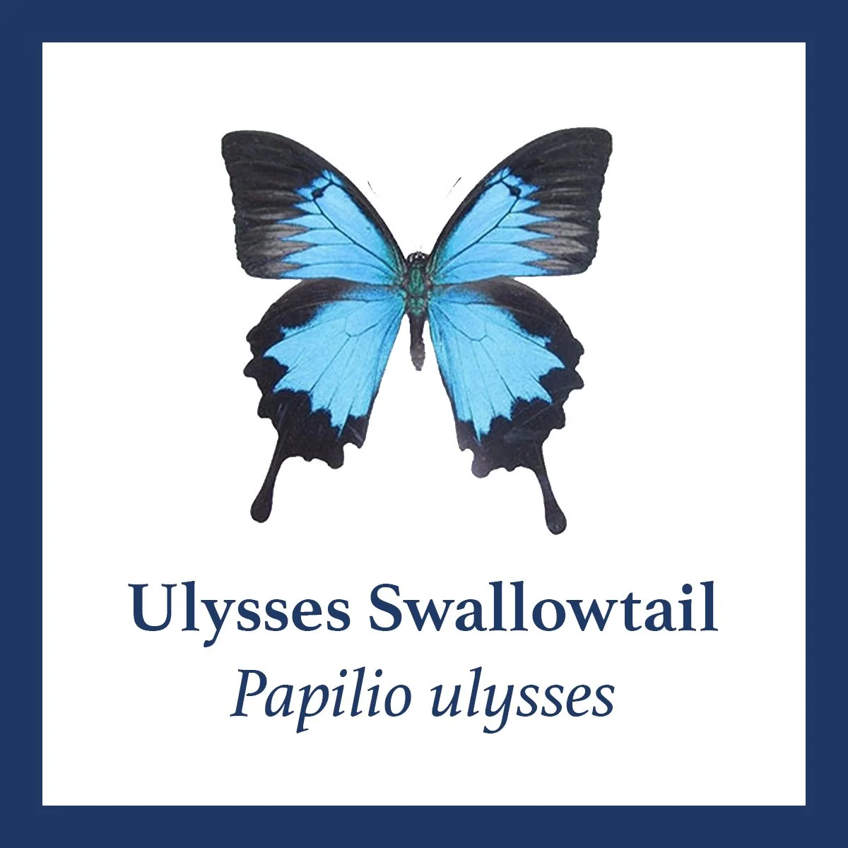 ulysses swallowtail.jpg