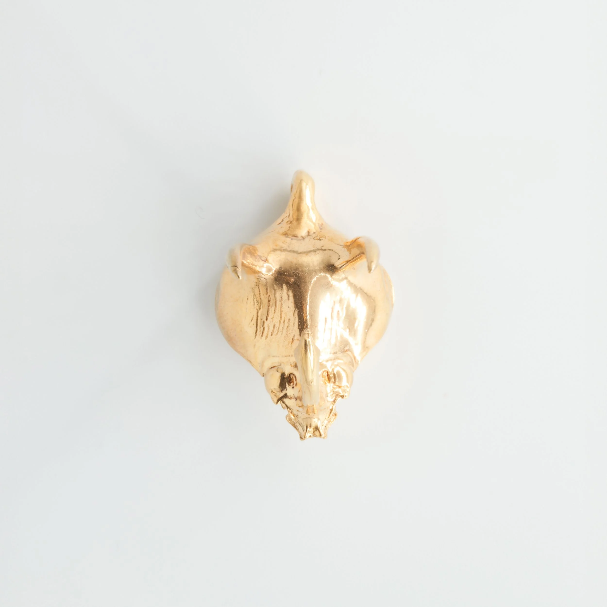 Atlas Beetle Head (7 of 9).jpg