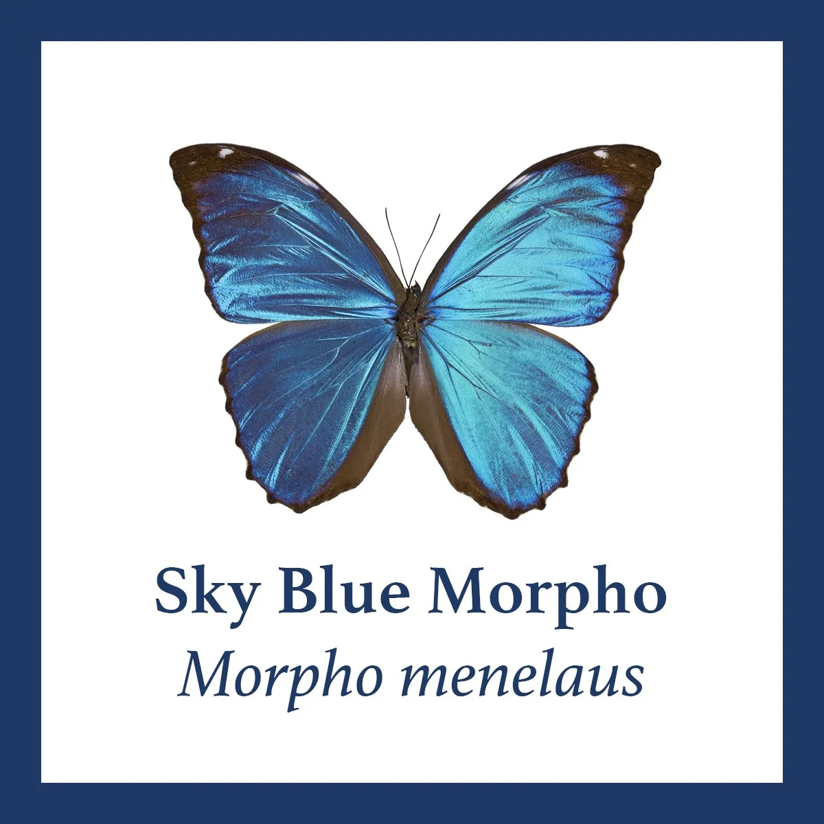sky blue morpho.jpg