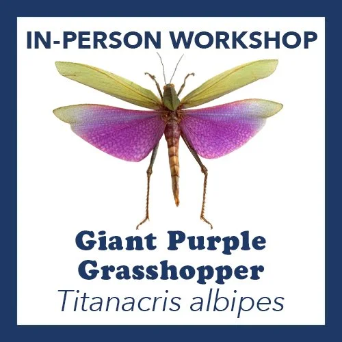 titanacris albipes.jpg