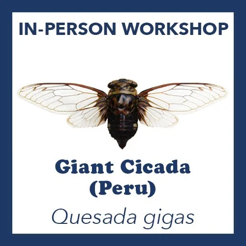 quesada gigas giant cicada.jpg