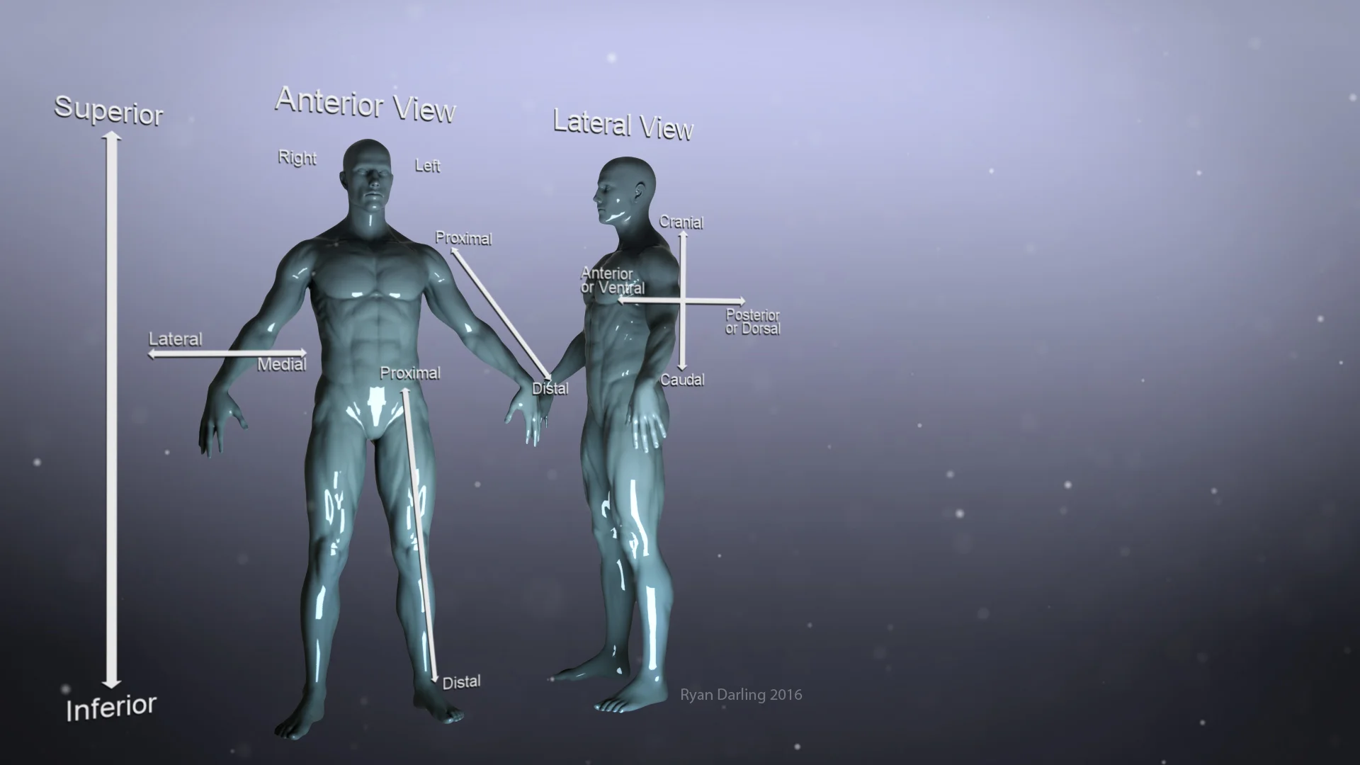 Body Direction.jpg
