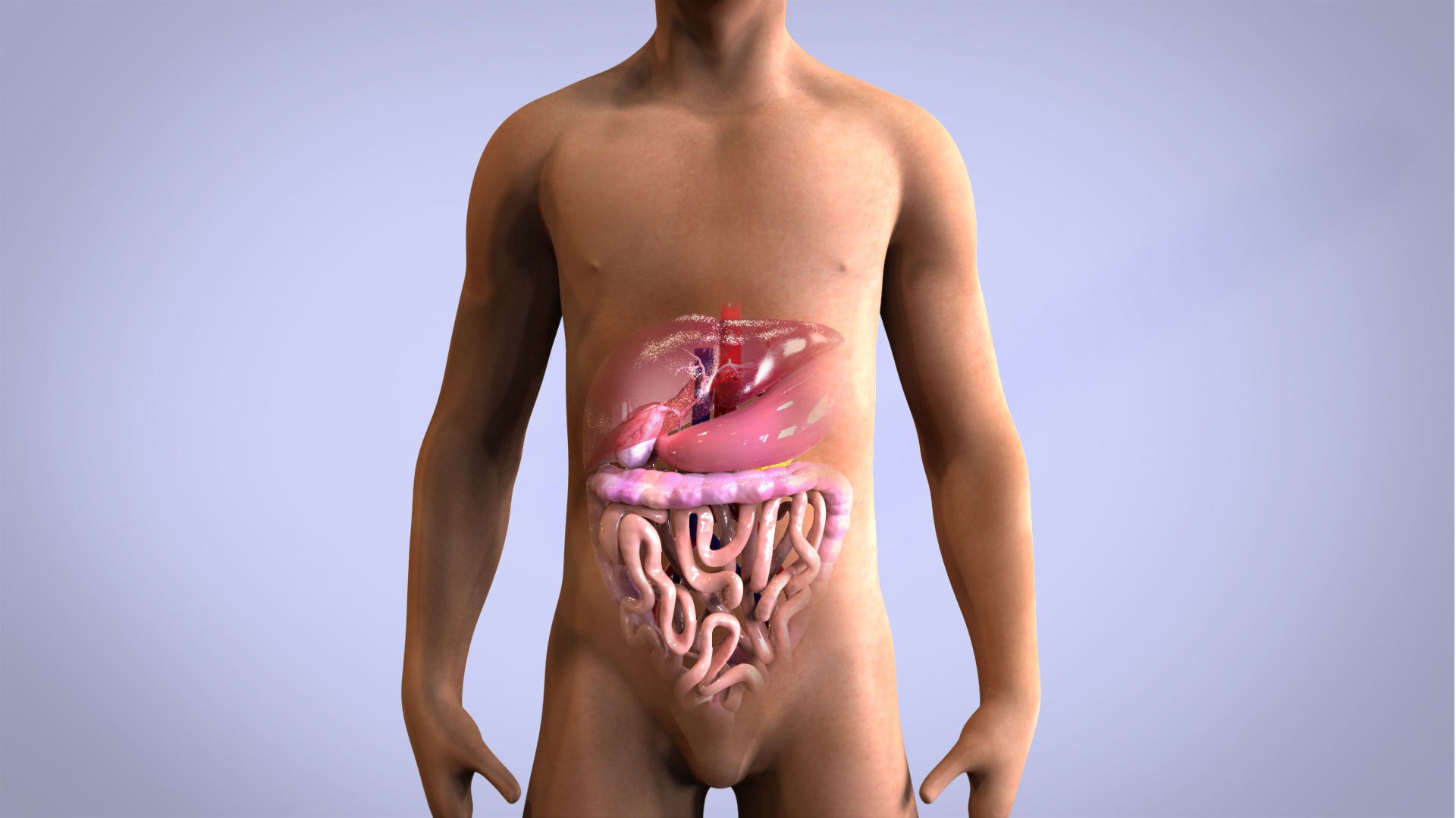 Patient with Internal Organs.jpg
