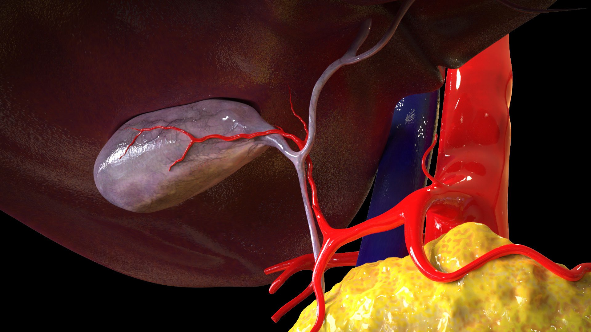 Gallbladder Closeup.jpg